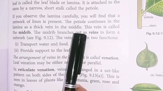 NCERT,CBSE CLASS 6 SCIENCE, CHAPTER 7 GETTING TO KNOW PLANTS ,Part 2