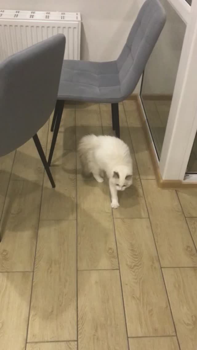 Котёнок Рэгдолл играет с новой игрушкой