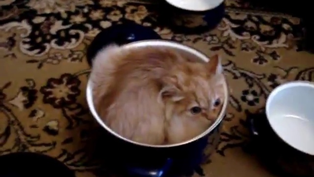 Кот в кастрюле