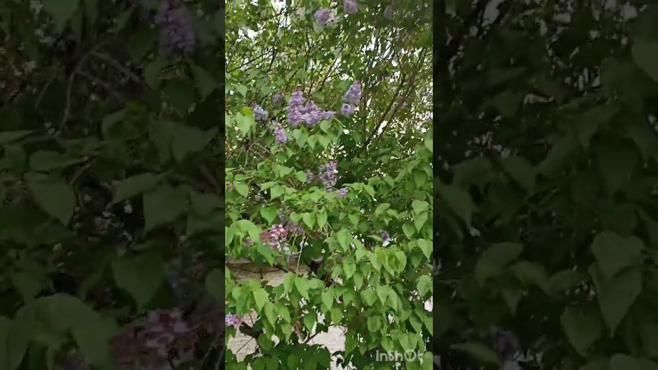 Прекрасная весна