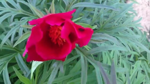Peony Little Red Gem - www.peonyshop.com