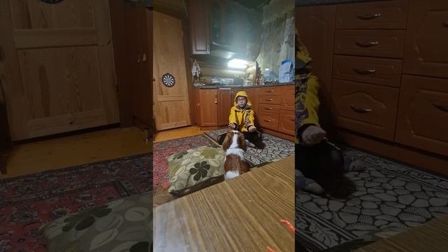 Тайная жизнь собак 31 продолжение