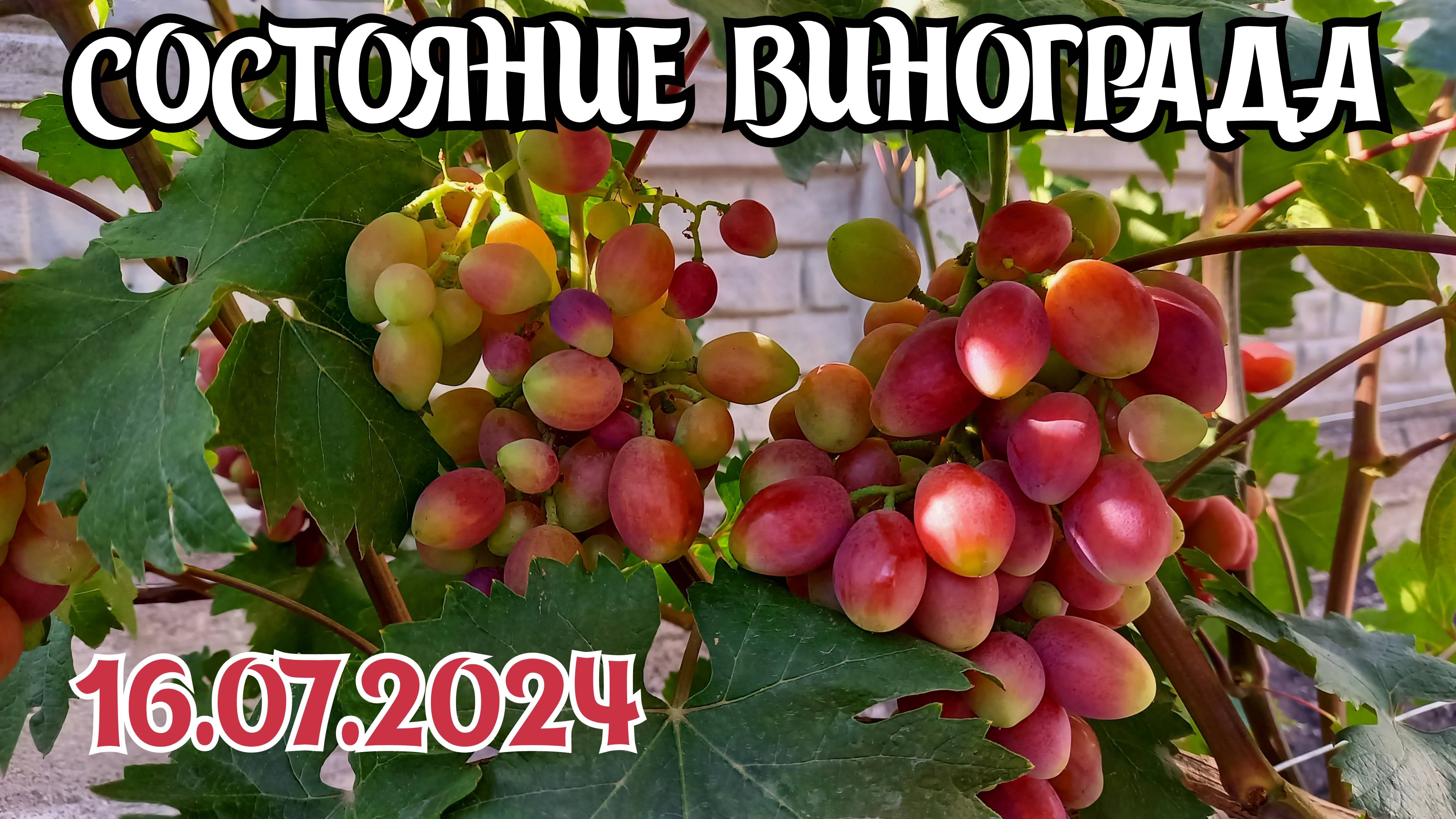 Состояние винограда на 16.07.2024 - Донбасс 🇷🇺