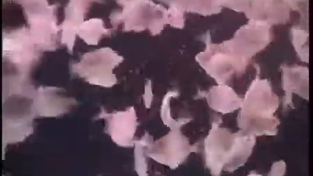 Редкие аквариумные рыбки