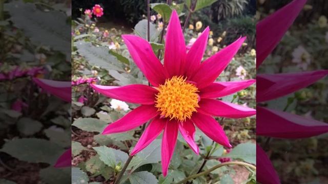 #цветы #цветок #розовыйцветок #метелки #растение #лето #природа #природа_растения #природарядом #n