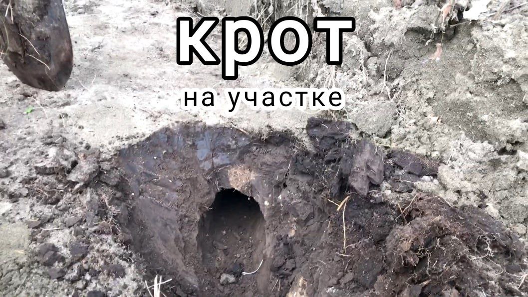Копал траншею нашел нору крота