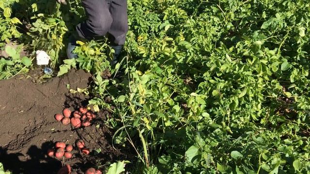 Зачем садить картошку под черную плёнку?
