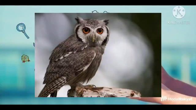 Lagu Nama-Nama Hewan dalam Bahasa Inggris | Animals