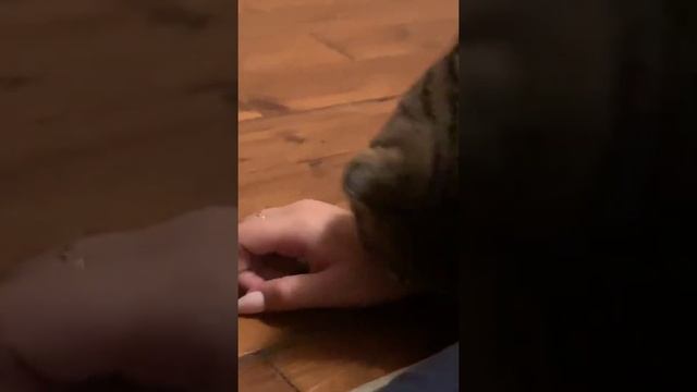 Дрочит кот ОБ МОЮ ЖЕНУ! Что с ним?  Это лечится? Что мне делать?