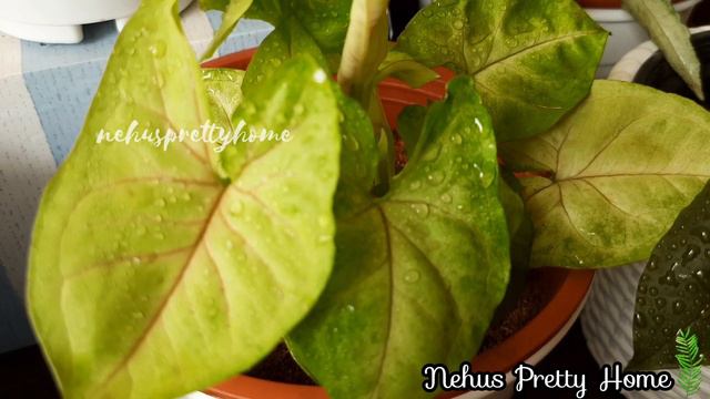 My Syngonium Collections|Syngonium varieties|17 varieties|Syngonium|Best plant for begginers🌿🌿