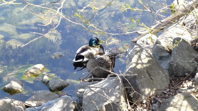 Panasonic ZS20 / TZ30 Sample Video 1080p 60 fps AVCHD - Canada Ducks
