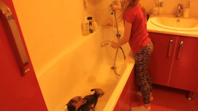 Купаем собак \\ We are bathing dogs