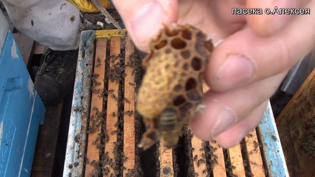 Вывод маток из свищевых маточников. часть 2.