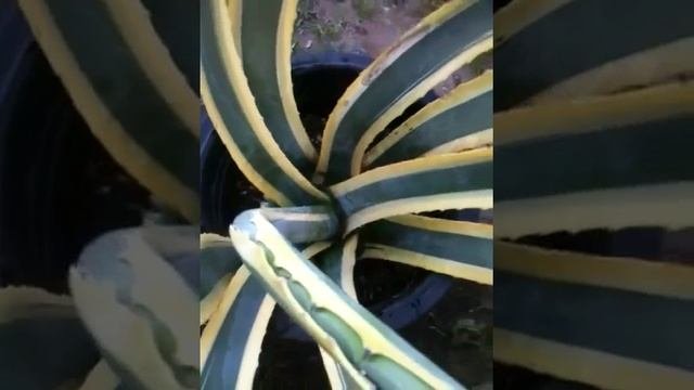 Growing Agave americana (Century Plants) In Containers Outdoors