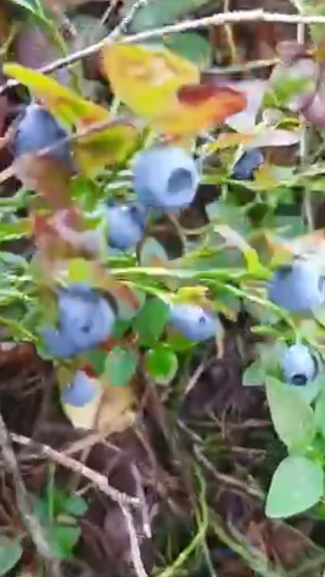 Черничный рай!