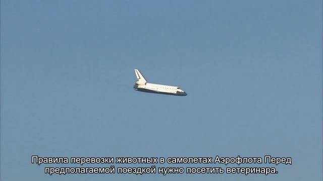 Как перевезти кошку в самолета в России: правила и нормы провоза