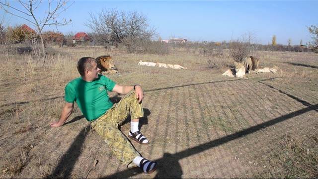 Влюбленный лев - АГРЕССИВНЫЙ ЛЕВ !