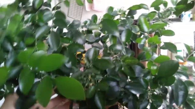 Муррайя. Прошёл почти месяц с момента пересадки с обрезкой корневой сисиемы. Результат