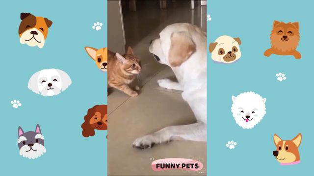 Funny pets