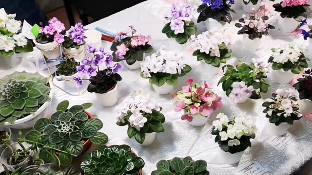 Виставка фіалок на Рогнідинській 3-6.03. Влог із Анастасією (Фіалочка В'язалочка). Журнал про фіалк