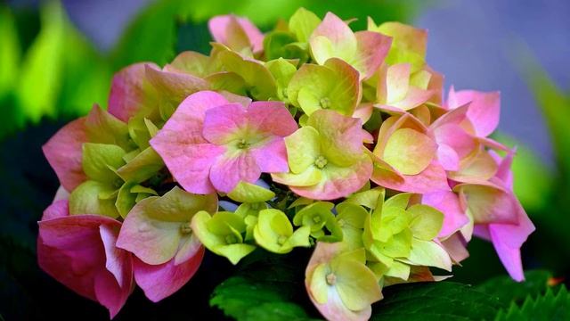 Золото огнем очищенное - 2 часть