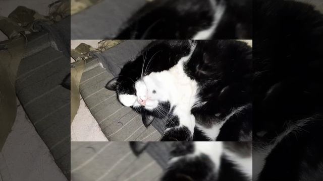 Мои красатулечки! Спящие коты./ My beauties! Sleeping cats. / Мої красуні! Сплячі коти.