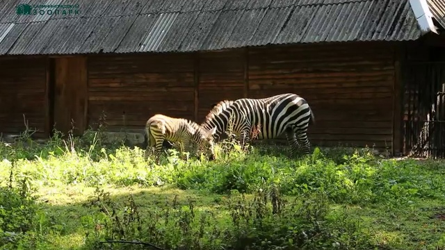 маленькая зебра