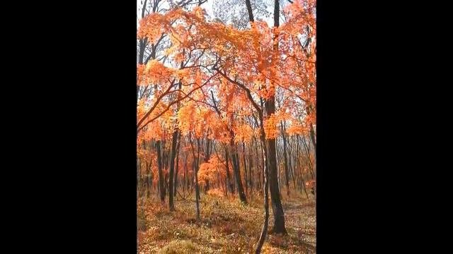 Велопрогулка 20 10 13 больше
