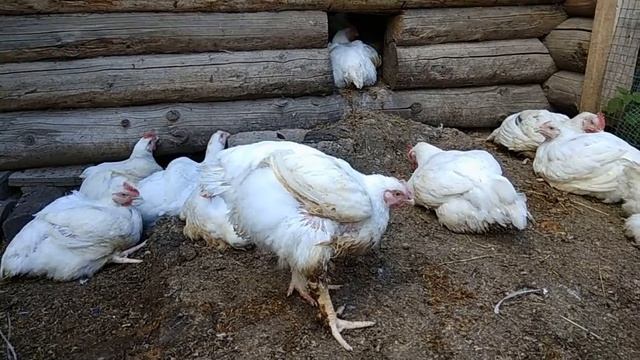 Цыплята бройлеры. Старые и новые жители