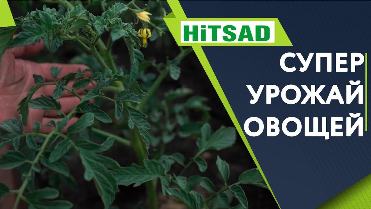 100% способ  Как Увеличить Урожай Томатов Перцев и Баклажан ✔️ Советы От Хитсад ТВ
