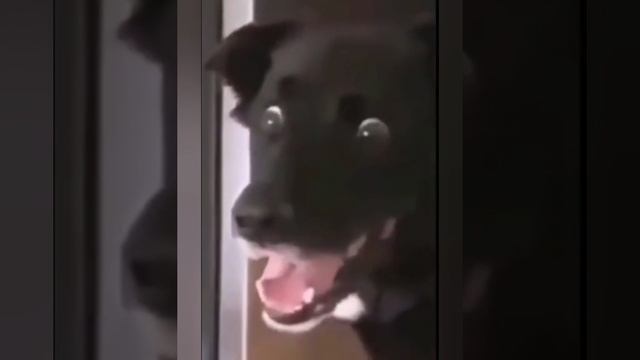 это прикол