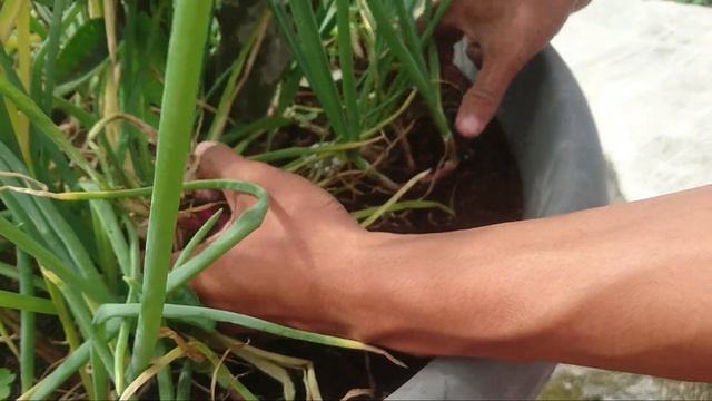 Harvesting red onions in the yard of the house is very pleasant