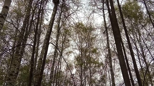 Птички поют...