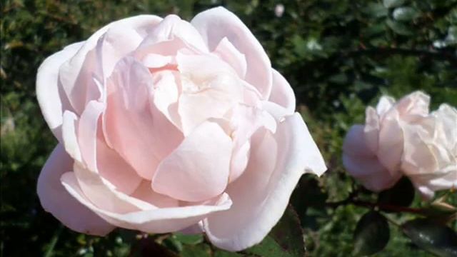 Розовые розы