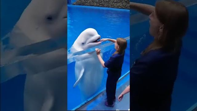 а вам нравятся дельфины?#приморскийокеанариум #белуха #веселыеживотные #funnyanimal