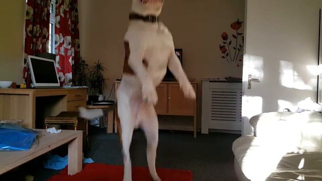 Dog jumping at reflection 😂