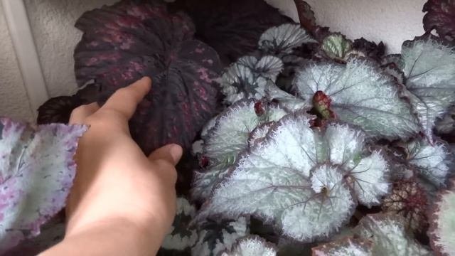 Светоотражающая шторка для бегоний