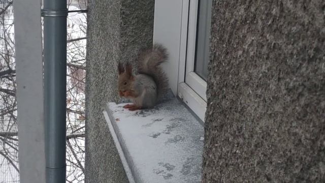 Белкикак детиSquirrels are like childrenживотныеanimalsбелкаsquirrel