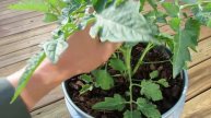 Pruning Indeterminate Tomatoes in Containers and Identifying Tomato 'Suckers'