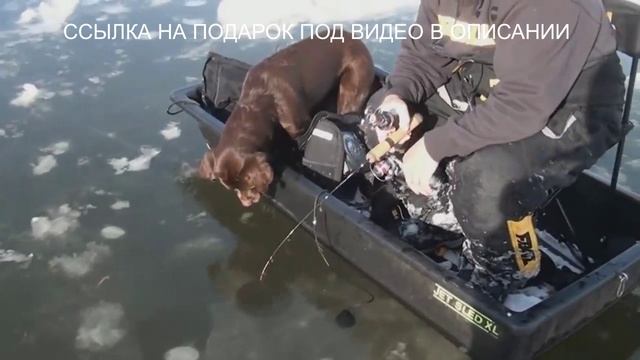 ОГРОМНАЯ ЩУКА