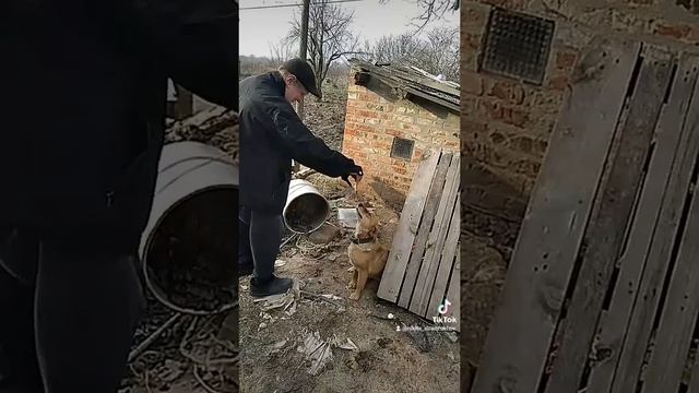 Вашу лапу, битте-дритте; 1-я версия.mp4