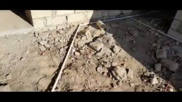 Ночка: крокодил в обличье собаки?! Линда выздоравливает! Птичье поголовье увеличивается.