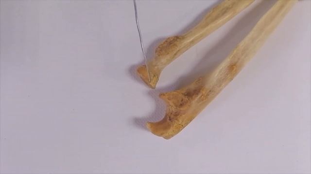 Соединение костей плечевого пояса и верхней конечности