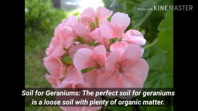 Geranium - H2SA Code: FL006