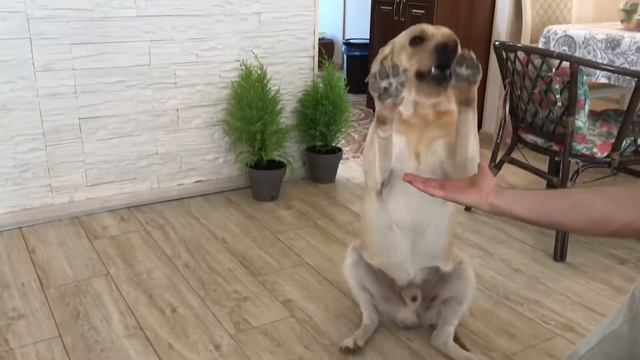 Лабрадор и косточка