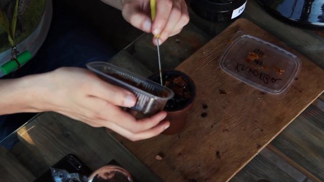 Микс Каркаде под напиток.( DARKSIDE DAILY HOOKAH)