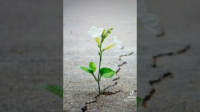 Музыкальная открытка