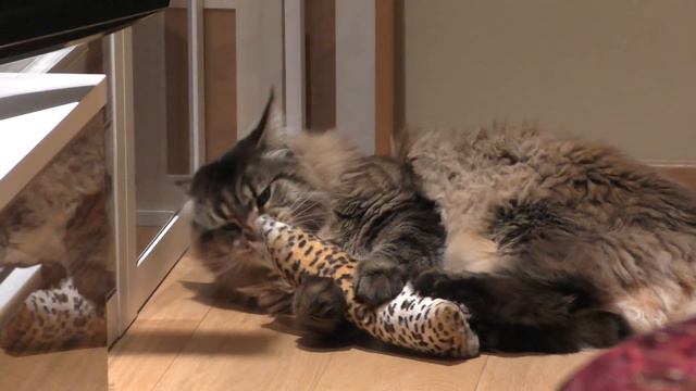 Котик Вилли и новое дерево