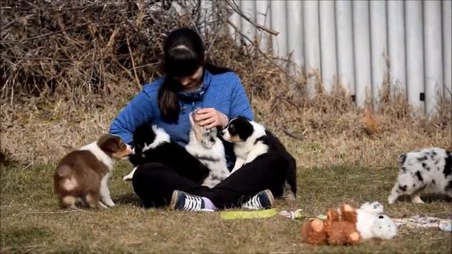 Щенки австралийской овчарки      33 дня    Ася и Ричи     16032018