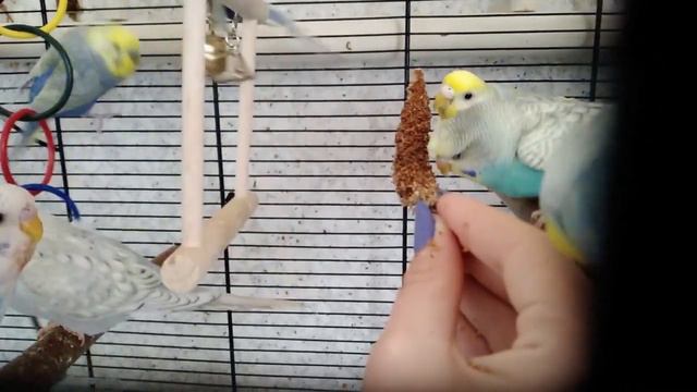 Как приручить попугайчика.